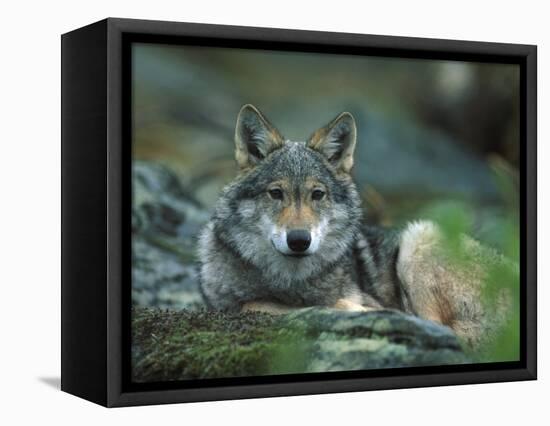 Young European Grey Wolf Resting, Norway-Asgeir Helgestad-Framed Stretched Canvas