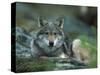 Young European Grey Wolf Resting, Norway-Asgeir Helgestad-Stretched Canvas