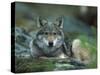 Young European Grey Wolf Resting, Norway-Asgeir Helgestad-Stretched Canvas