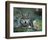 Young European Grey Wolf Resting, Norway-Asgeir Helgestad-Framed Premium Photographic Print