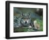 Young European Grey Wolf Resting, Norway-Asgeir Helgestad-Framed Premium Photographic Print