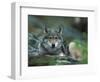 Young European Grey Wolf Resting, Norway-Asgeir Helgestad-Framed Premium Photographic Print