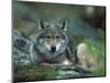 Young European Grey Wolf Resting, Norway-Asgeir Helgestad-Mounted Premium Photographic Print