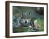 Young European Grey Wolf Resting, Norway-Asgeir Helgestad-Framed Photographic Print