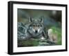 Young European Grey Wolf Resting, Norway-Asgeir Helgestad-Framed Photographic Print