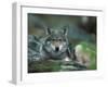 Young European Grey Wolf Resting, Norway-Asgeir Helgestad-Framed Photographic Print