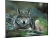 Young European Grey Wolf Resting, Norway-Asgeir Helgestad-Mounted Photographic Print