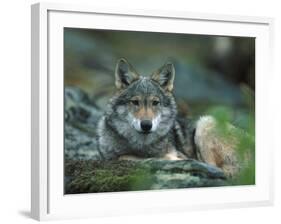 Young European Grey Wolf Resting, Norway-Asgeir Helgestad-Framed Photographic Print