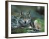 Young European Grey Wolf Resting, Norway-Asgeir Helgestad-Framed Photographic Print