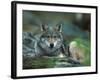 Young European Grey Wolf Resting, Norway-Asgeir Helgestad-Framed Photographic Print