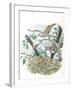 Young European Honey Buzzards Pernis Apivorus in Nest-null-Framed Giclee Print