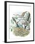 Young European Honey Buzzards Pernis Apivorus in Nest-null-Framed Giclee Print