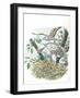 Young European Honey Buzzards Pernis Apivorus in Nest-null-Framed Giclee Print