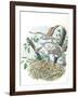 Young European Honey Buzzards Pernis Apivorus in Nest-null-Framed Giclee Print