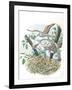 Young European Honey Buzzards Pernis Apivorus in Nest-null-Framed Giclee Print