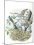 Young European Honey Buzzards Pernis Apivorus in Nest-null-Mounted Giclee Print