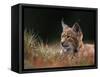 Young European Lynx Waking up Among Bilberry Plants, Sumava National Park, Bohemia, Czech Republic-Niall Benvie-Framed Stretched Canvas