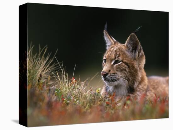 Young European Lynx Waking up Among Bilberry Plants, Sumava National Park, Bohemia, Czech Republic-Niall Benvie-Stretched Canvas