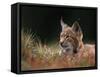 Young European Lynx Waking up Among Bilberry Plants, Sumava National Park, Bohemia, Czech Republic-Niall Benvie-Framed Stretched Canvas