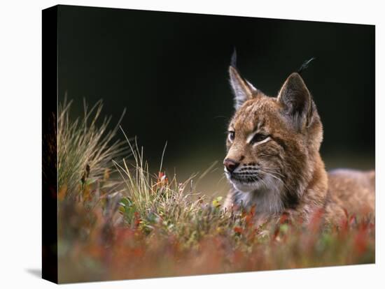 Young European Lynx Waking up Among Bilberry Plants, Sumava National Park, Bohemia, Czech Republic-Niall Benvie-Stretched Canvas