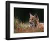 Young European Lynx Waking up Among Bilberry Plants, Sumava National Park, Bohemia, Czech Republic-Niall Benvie-Framed Premium Photographic Print