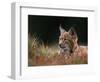 Young European Lynx Waking up Among Bilberry Plants, Sumava National Park, Bohemia, Czech Republic-Niall Benvie-Framed Premium Photographic Print