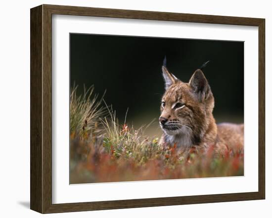 Young European Lynx Waking up Among Bilberry Plants, Sumava National Park, Bohemia, Czech Republic-Niall Benvie-Framed Photographic Print