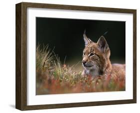 Young European Lynx Waking up Among Bilberry Plants, Sumava National Park, Bohemia, Czech Republic-Niall Benvie-Framed Photographic Print