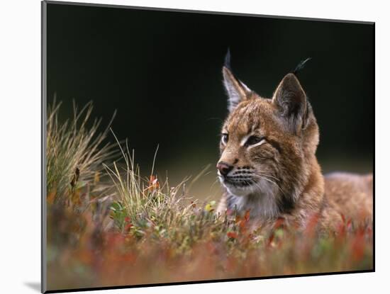 Young European Lynx Waking up Among Bilberry Plants, Sumava National Park, Bohemia, Czech Republic-Niall Benvie-Mounted Photographic Print