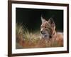 Young European Lynx Waking up Among Bilberry Plants, Sumava National Park, Bohemia, Czech Republic-Niall Benvie-Framed Photographic Print