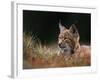 Young European Lynx Waking up Among Bilberry Plants, Sumava National Park, Bohemia, Czech Republic-Niall Benvie-Framed Photographic Print