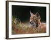 Young European Lynx Waking up Among Bilberry Plants, Sumava National Park, Bohemia, Czech Republic-Niall Benvie-Framed Photographic Print