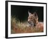 Young European Lynx Waking up Among Bilberry Plants, Sumava National Park, Bohemia, Czech Republic-Niall Benvie-Framed Photographic Print