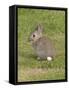 Young European Rabbit in Sand Dunes-null-Framed Stretched Canvas