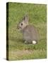 Young European Rabbit in Sand Dunes-null-Stretched Canvas