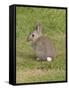 Young European Rabbit in Sand Dunes-null-Framed Stretched Canvas