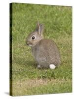 Young European Rabbit in Sand Dunes-null-Stretched Canvas