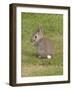 Young European Rabbit in Sand Dunes-null-Framed Photographic Print