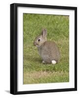 Young European Rabbit in Sand Dunes-null-Framed Photographic Print