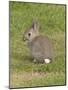 Young European Rabbit in Sand Dunes-null-Mounted Photographic Print