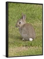 Young European Rabbit in Sand Dunes-null-Framed Photographic Print
