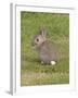 Young European Rabbit in Sand Dunes-null-Framed Photographic Print