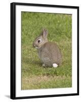 Young European Rabbit in Sand Dunes-null-Framed Photographic Print