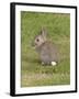 Young European Rabbit in Sand Dunes-null-Framed Photographic Print