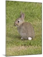 Young European Rabbit in Sand Dunes-null-Mounted Photographic Print