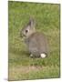 Young European Rabbit in Sand Dunes-null-Mounted Photographic Print