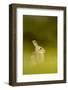 Young European Rabbit (Oryctolagus Cuniculus) Sitting in Long Grass, Co Down, Northern Ireland, UK-Ben Hall-Framed Photographic Print