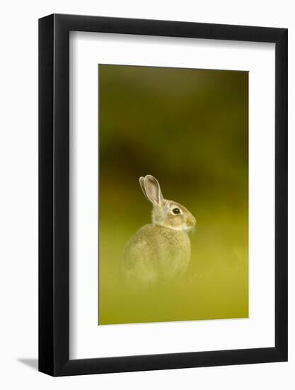 Young European Rabbit (Oryctolagus Cuniculus) Sitting in Long Grass, Co Down, Northern Ireland, UK-Ben Hall-Framed Photographic Print