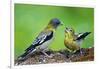 Young Evening Grosbeak Being Fed-Richard Wright-Framed Photographic Print