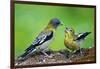 Young Evening Grosbeak Being Fed-Richard Wright-Framed Photographic Print